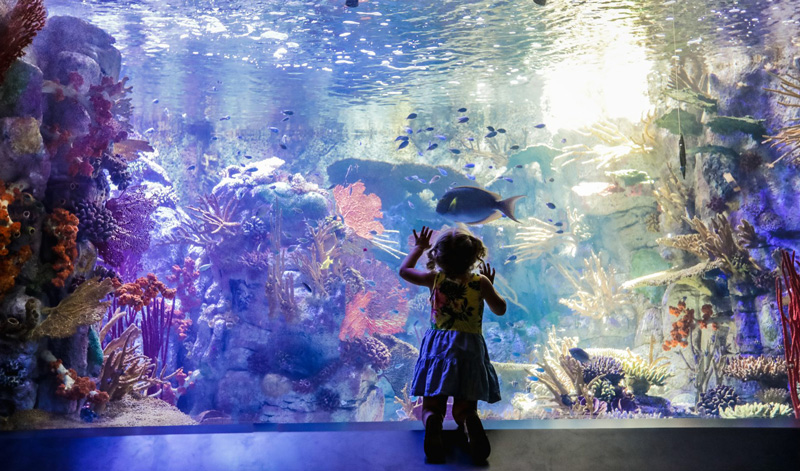 Silhouette Of Child Looking At Fish At The Birch Aquarium In San Diego California